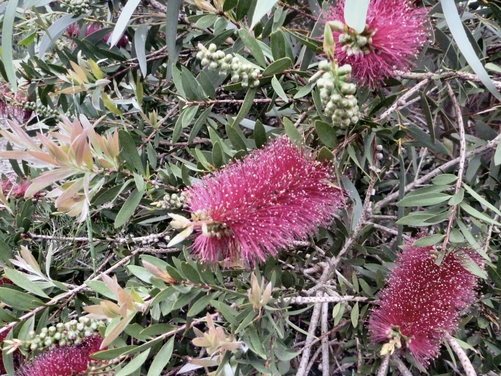 Callistemon ‘Burgundy Jack’ – Bottlebrush