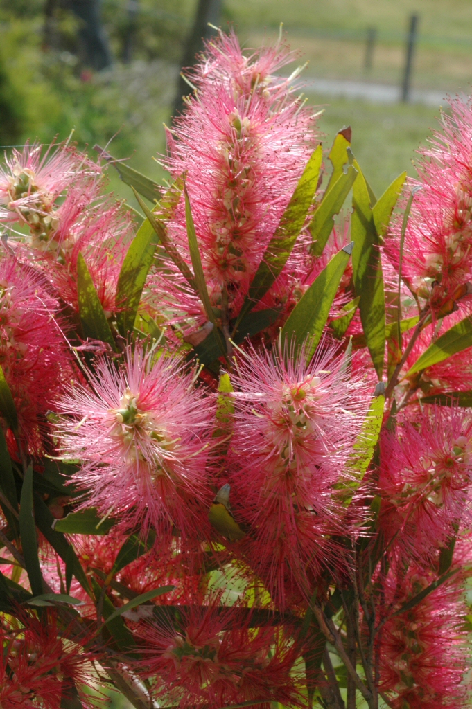 Callistemon ‘Candy Pink’ – Bottlebrush