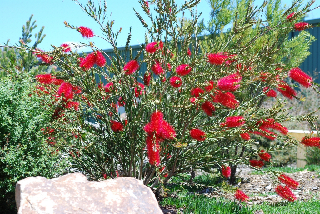 Callistemon ‘Cherry Time’ – Bottlebrush