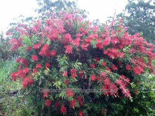 Callistemon viminalis ‘Dawson River Weeper’ – Bottlebrush