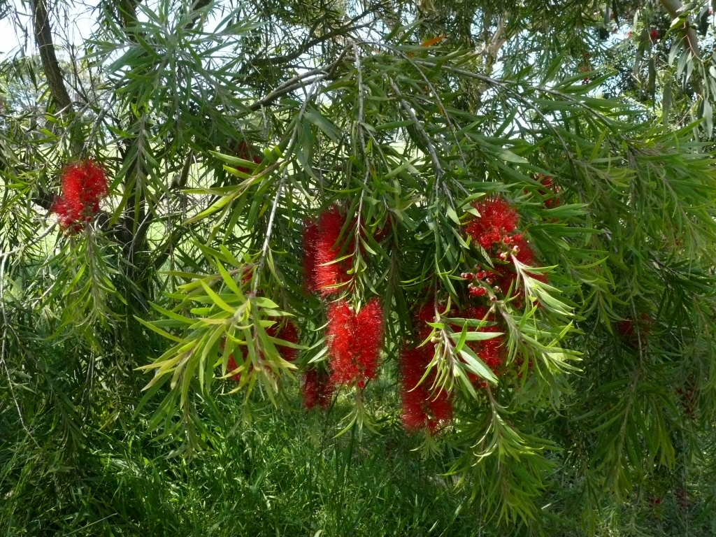 Callistemon ‘Edna Walling Scarlet Willow’ – Bottlebrush