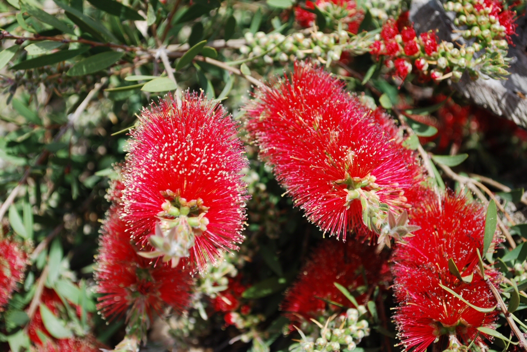 Callistemon ‘Firebrand’ – Bottlebrush