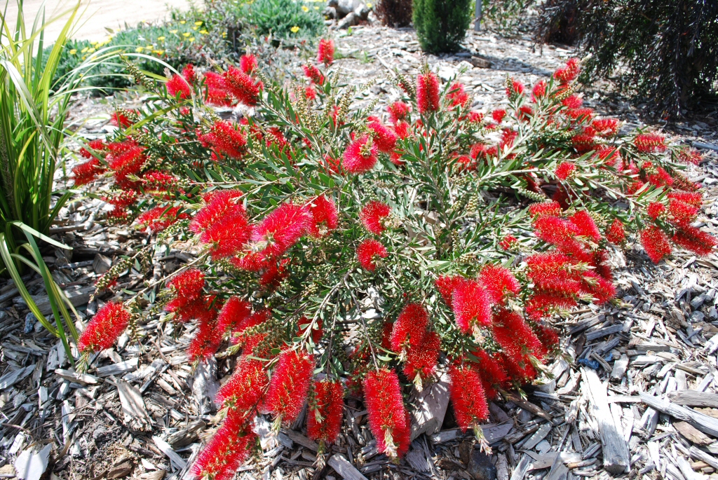 Callistemon bottlebrush 'Fire Brand'