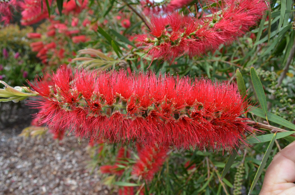 Callistemon ‘Gawler Hybrid’ – Bottlebrush