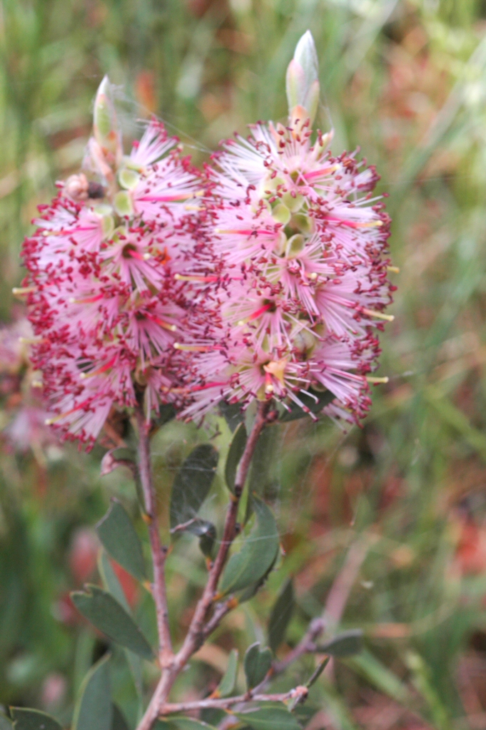Callistemon ‘Happy Valley’ – Bottlebrush