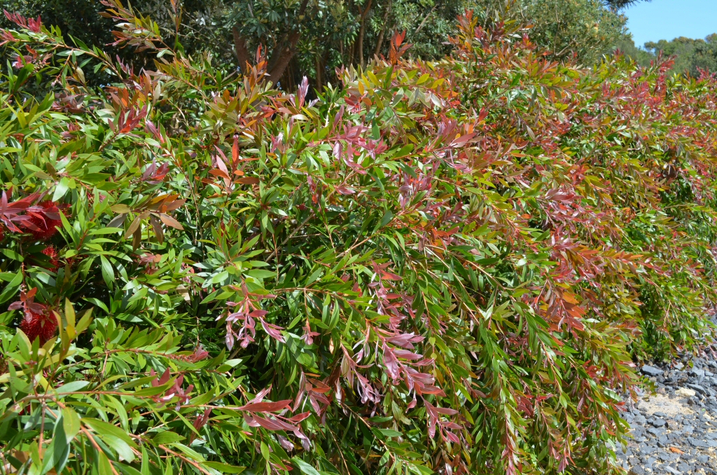 Callistemon ‘Horse Paddock’ – Bottlebrush