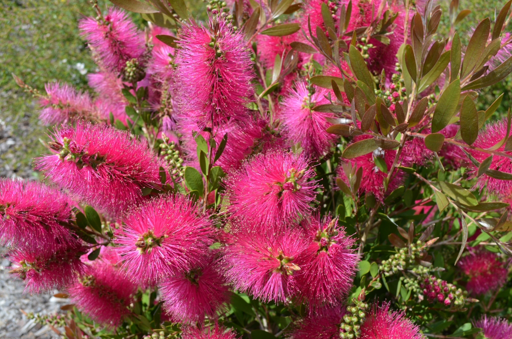Callistemon ‘Hot Pink’ – Bottlebrush
