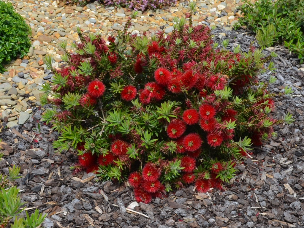 Callistemon ‘Matthew Flinders’ – Bottlebrush