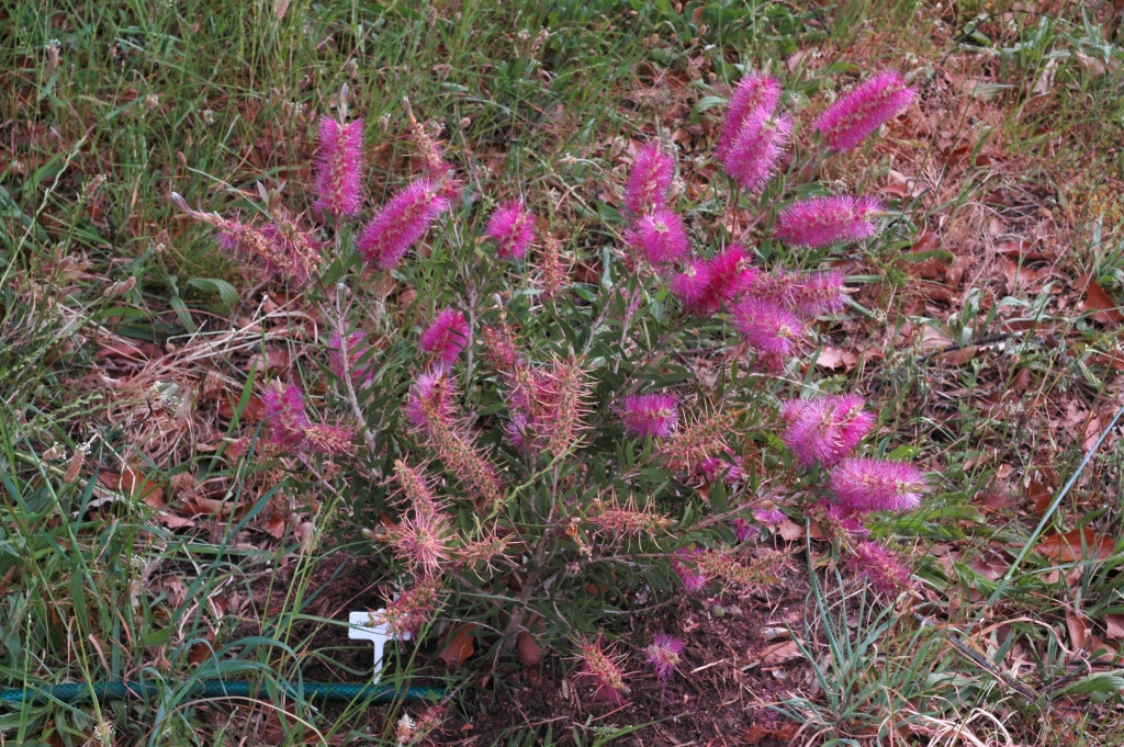 Callistemon ‘Mauve Mist’ Bottlebrush