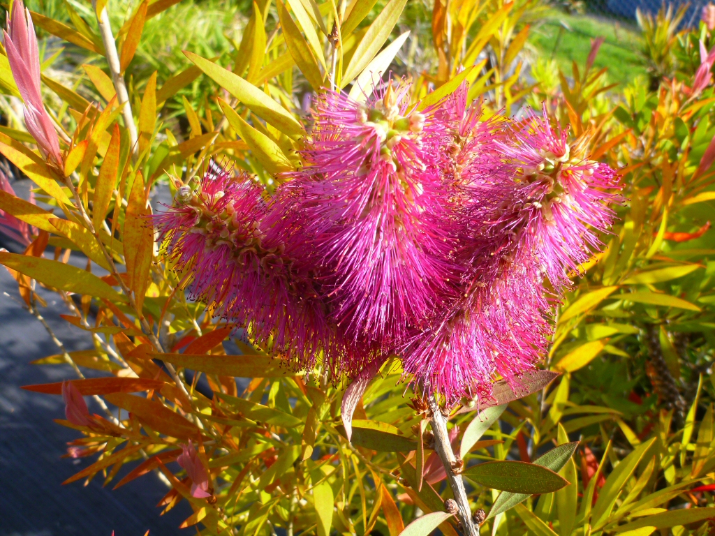 Callistemon ‘Mount Drummer’ – Bottlebrush