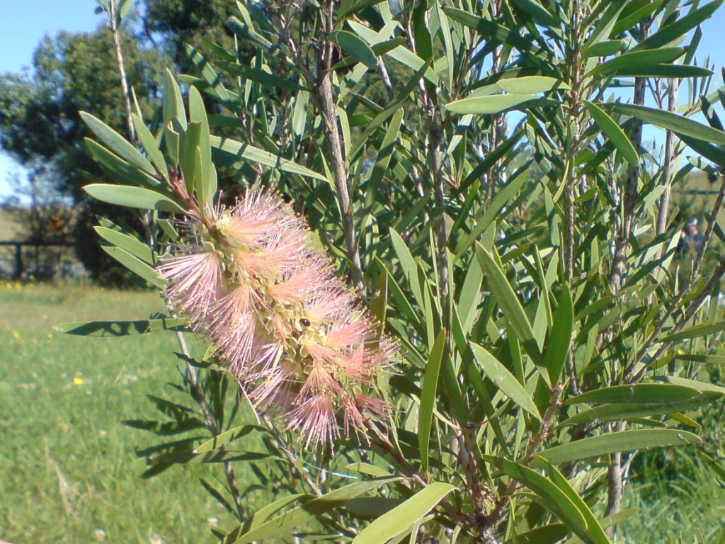 Callistemon ‘Pink Champagne’ – Bottlebrush