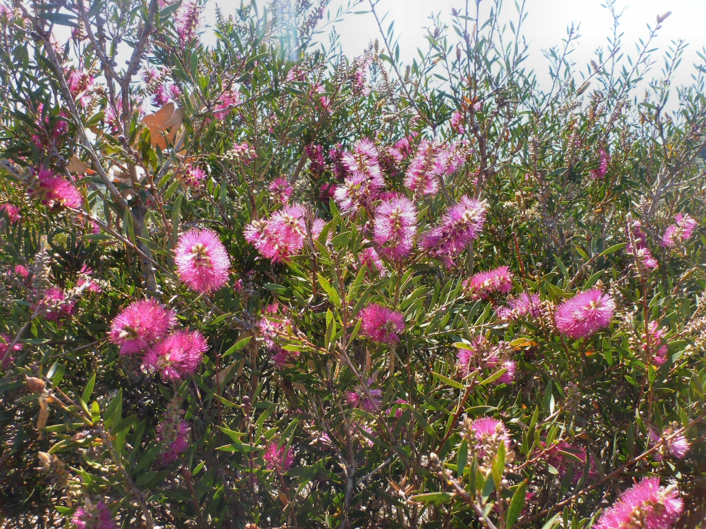 Callistemon ‘Purple Splendour’ – Bottlebrush