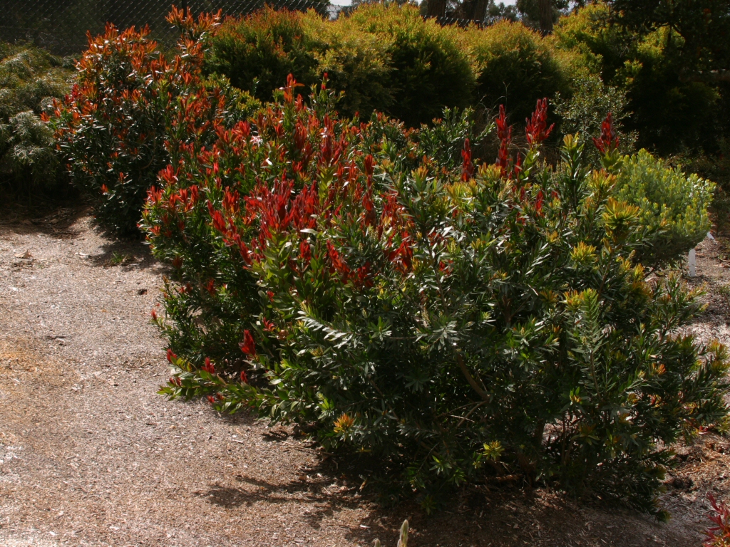 Callistemon hybrid ‘Red Rocket’ – Bottlebrush