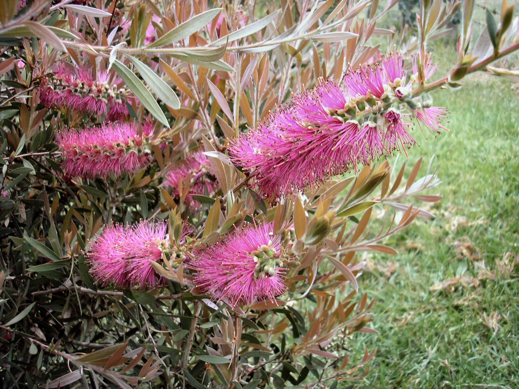 Callistemon ‘Rosy Morn’ – Bottlebrush