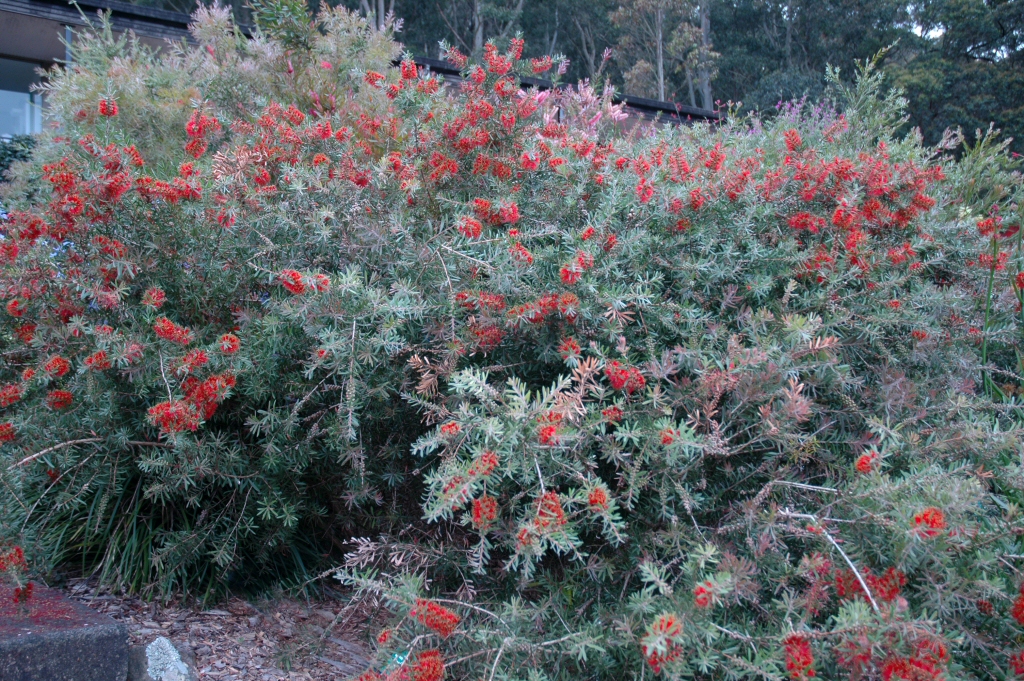 Callistemon ‘Spotfire’ – Bottlebrush