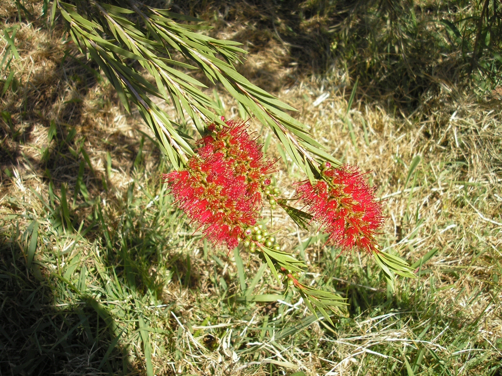 Callistemon ‘Summer Days’ – Bottlebrush