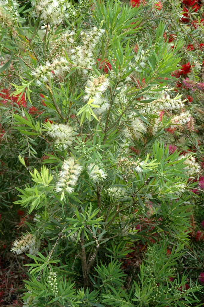 Callistemon ‘Ted Knight’ – Bottlebrush