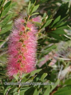 Callistemon viminalis ‘Pink Alma’ – Bottlebrush