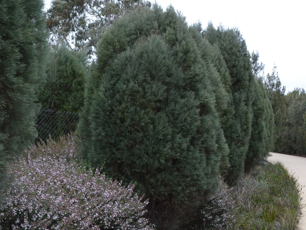 Callitris oblonga – Pigmy Cypress Pine