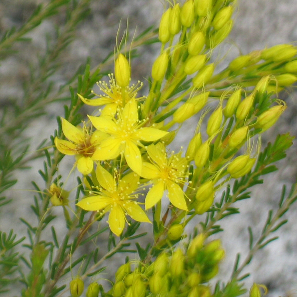 Calytrix flavescens – Summer Star Flower