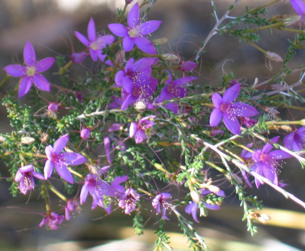 Calytrix fraseri – Star Flower