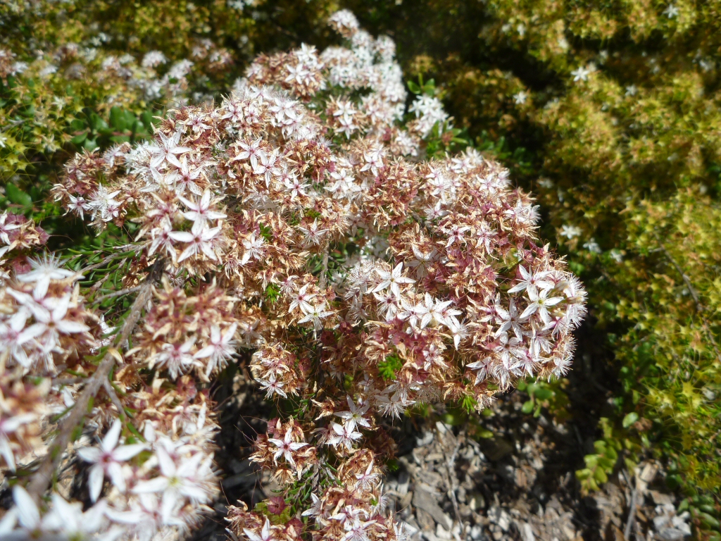 Calytrix tetragona – Fringe Myrtle