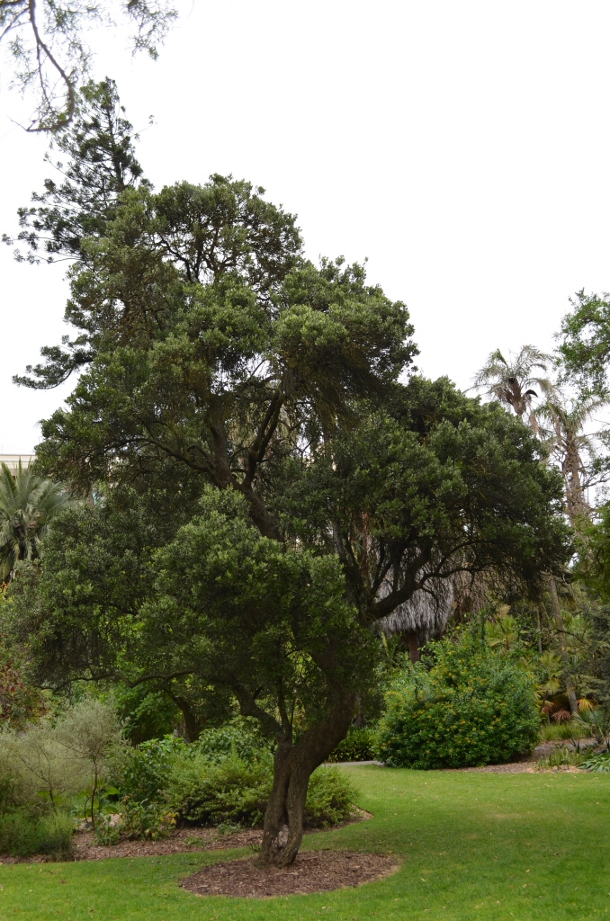 Capparis mitchellii – Native Orange