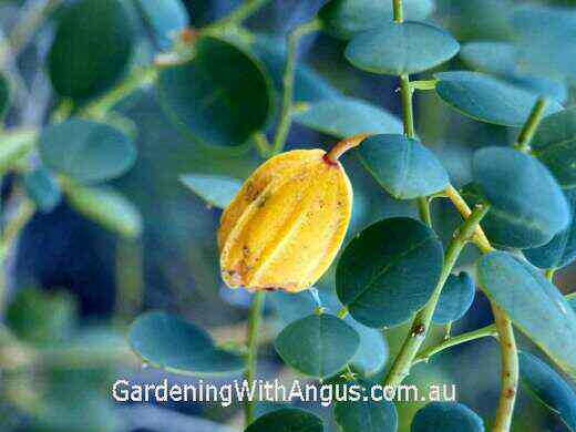 Capparis spinosa var. nummularia – Coastal Caper