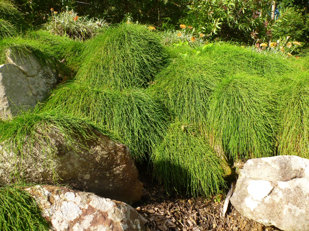Casuarina glauca ‘Cousin It’ – She-oak