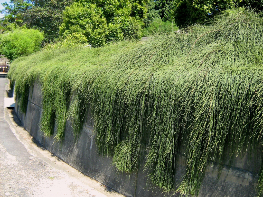 Casuarina glauca prostrate ‘Shagpile’ – She-oak
