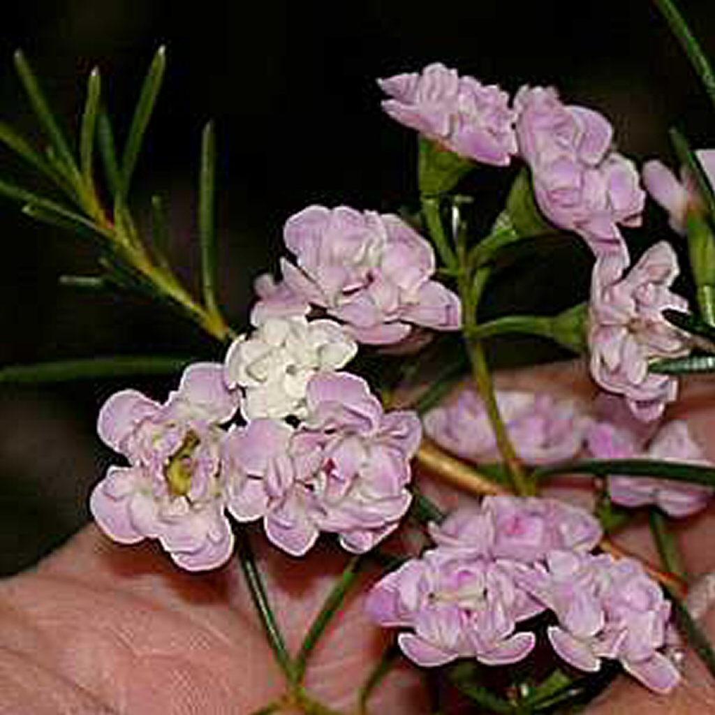 Chamelaucium ‘Dancing Queen’ – Geraldton Wax Flower
