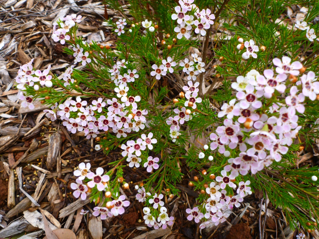 Chamelaucium ‘Lady Stephanie’ – Geraldton Wax Flower