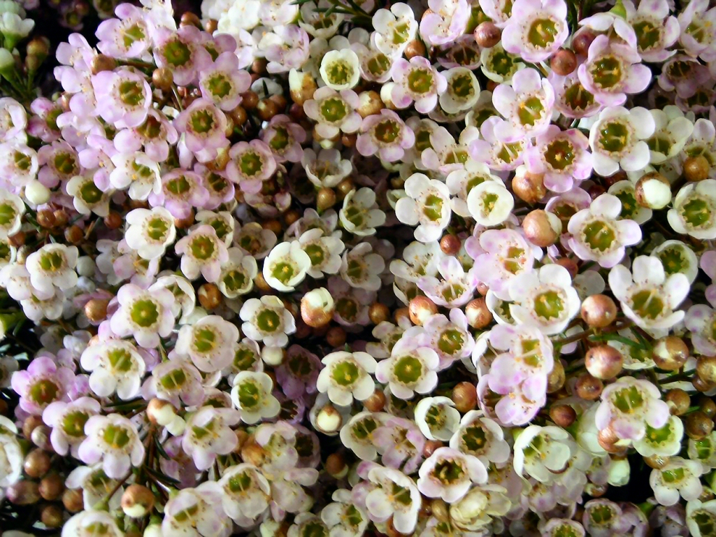 Chamelaucium ‘Revelation’ – Geraldton Wax Flower
