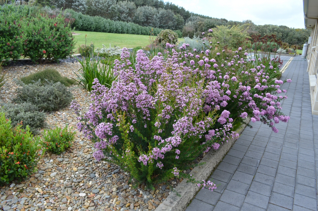 Chamelaucium x Verticordia ‘Paddy’s Pink’ – Wax Flower