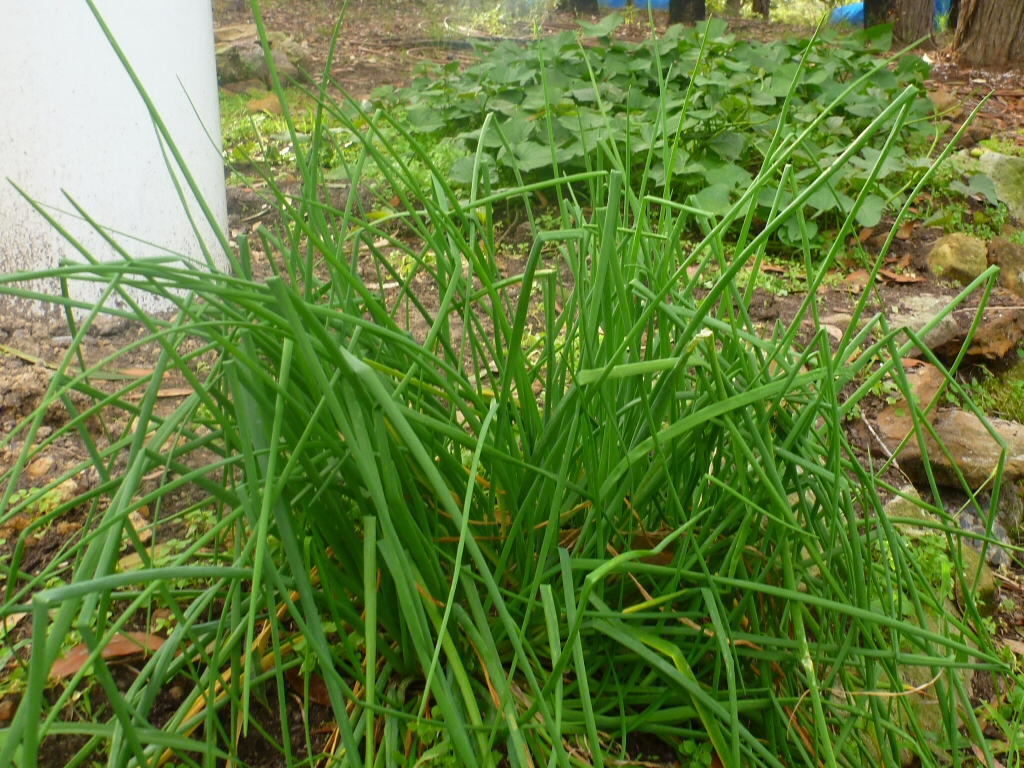 Chives