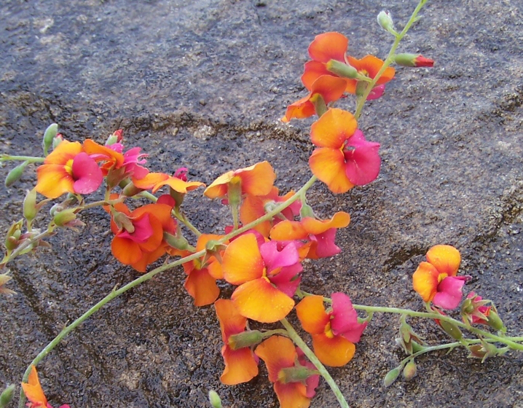 Chorizema varium – Flame Pea