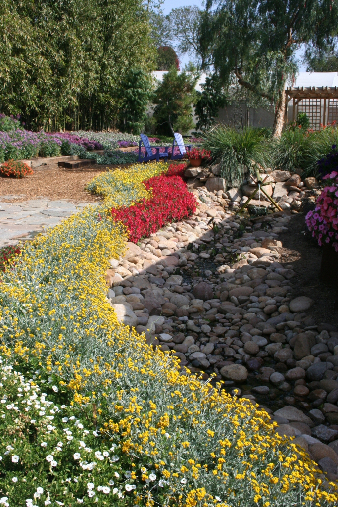 Chrysocephalum apiculatum ‘Desert Flame’ – Yellow Buttons