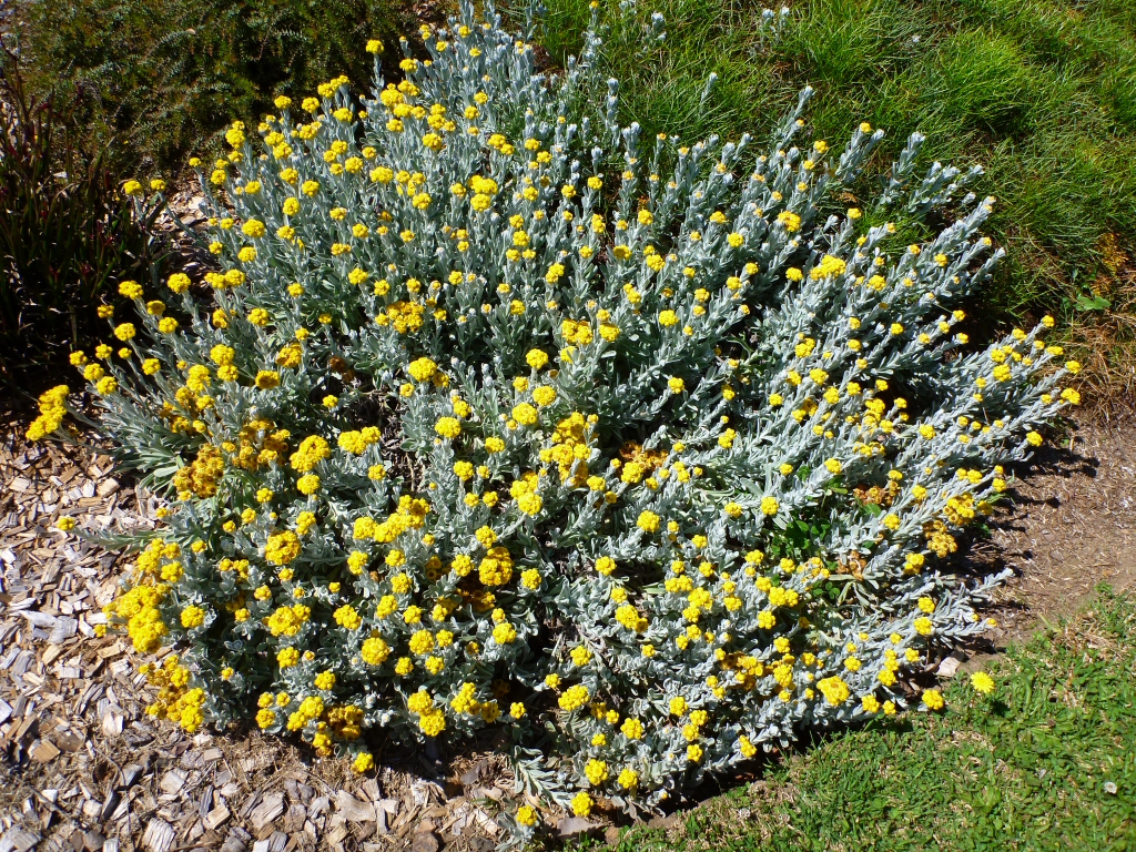 Chrysocephalum apiculatum ‘Silver and Gold’ – Paper Daisy