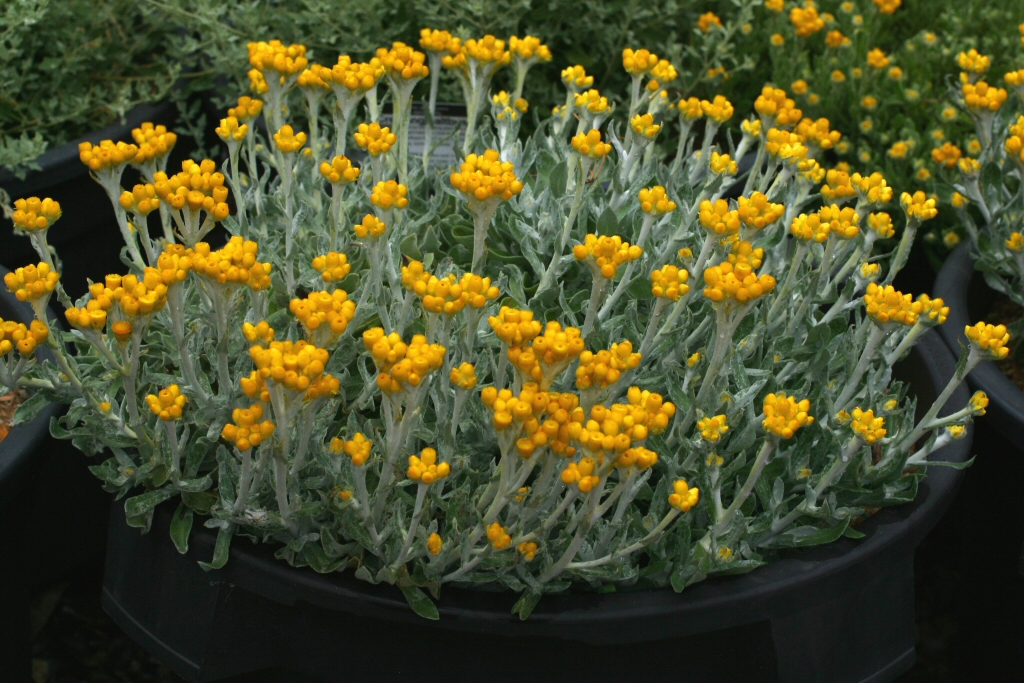 Chrysocephalum apiculatum ‘Silver Sunburst’ – Everlasting Daisy