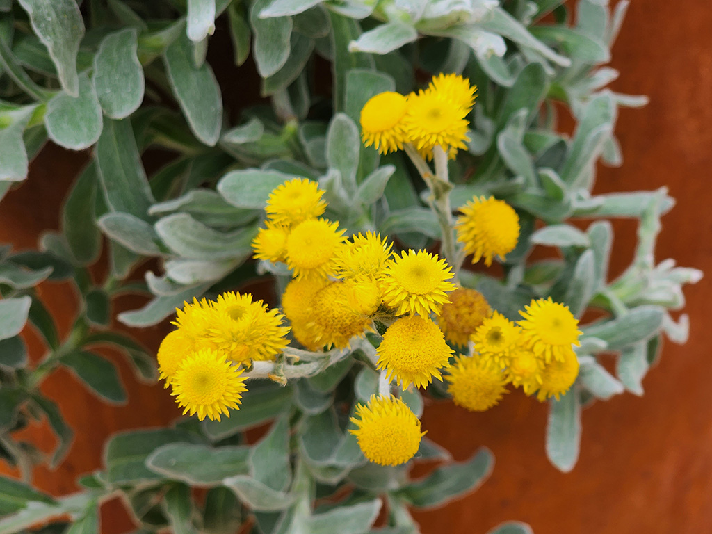 Chrysocephalum apiculatum – Everlasting Daisy