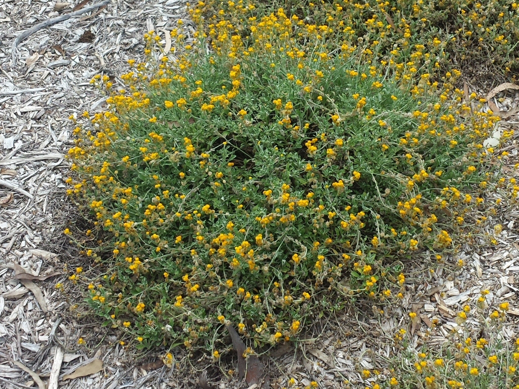 Chrysocephalum apiculatum ‘Desert Orange’ – Everlasting Daisy