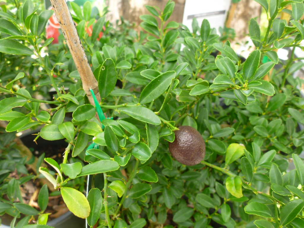 Citrus australasica Red Centre Lime'