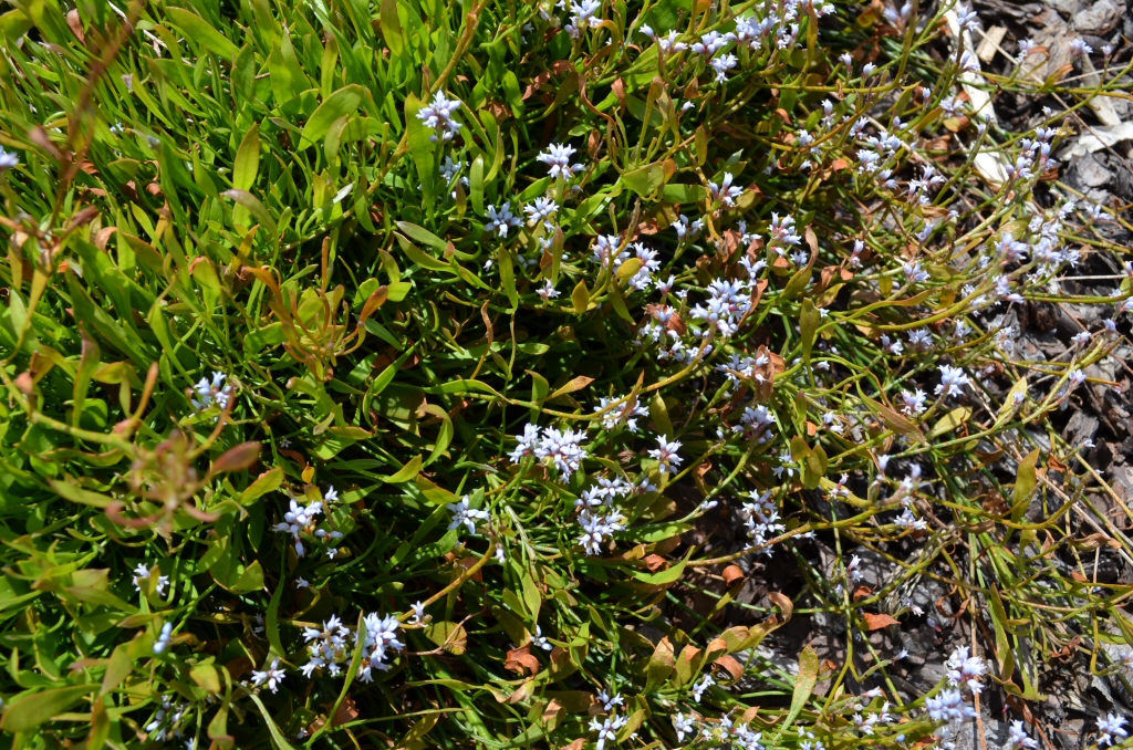 Conospermum caeruleum – Blue Smoke Bush