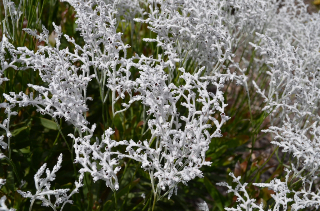 Conospermum triplinervium – Tree Smoke Bush