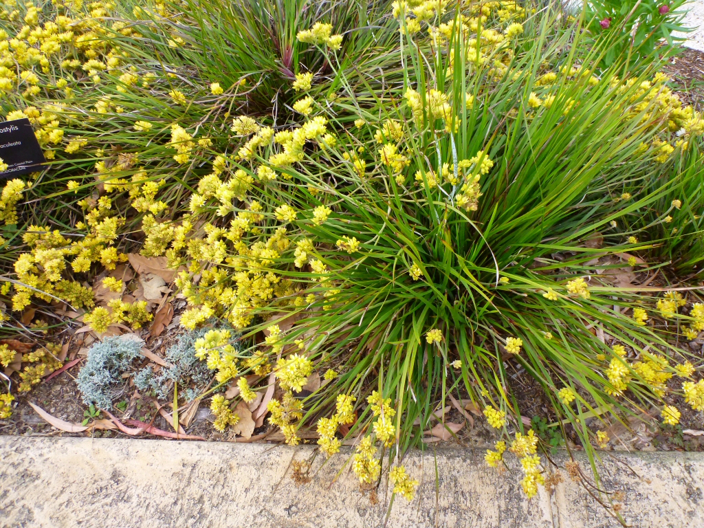 Conostylis aculeata – Prickly Conostylis