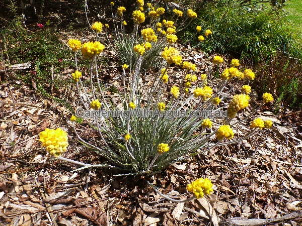 Conostylis candicans ‘Silver Sunrise’ – Cotton Heads