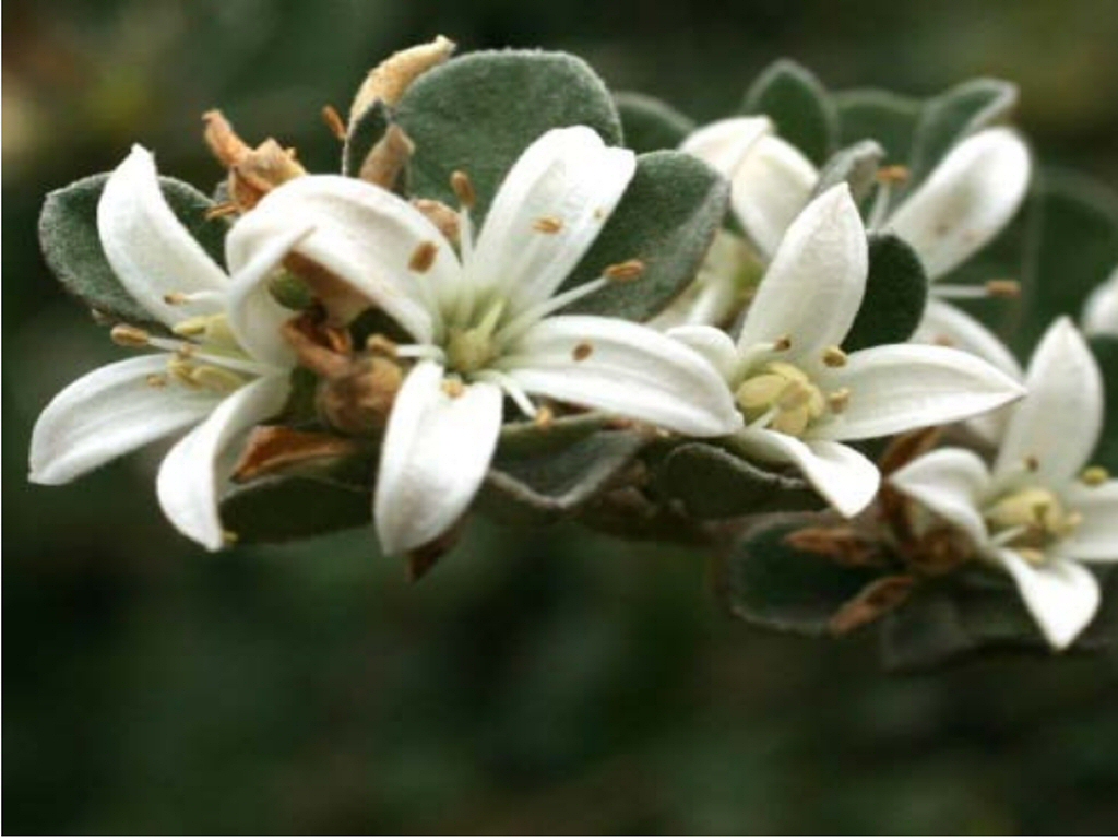 Correa alba ‘Star Showers’ – Native Fuchsia