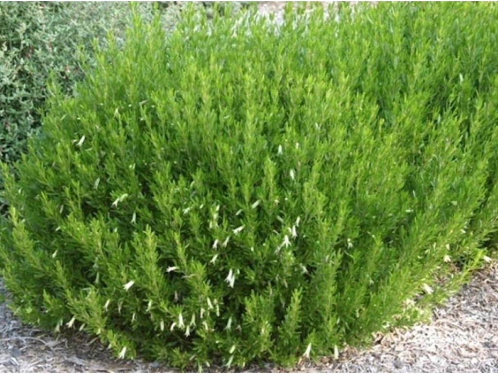 Correa glabra ‘Ivory Lantern’ – Rock Correa