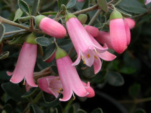 Correa ‘Isabell’ – Native Fuchsia