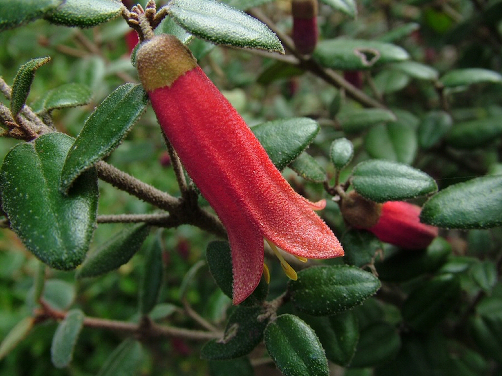 Correa ‘Firebird’ – Native Fuchsia